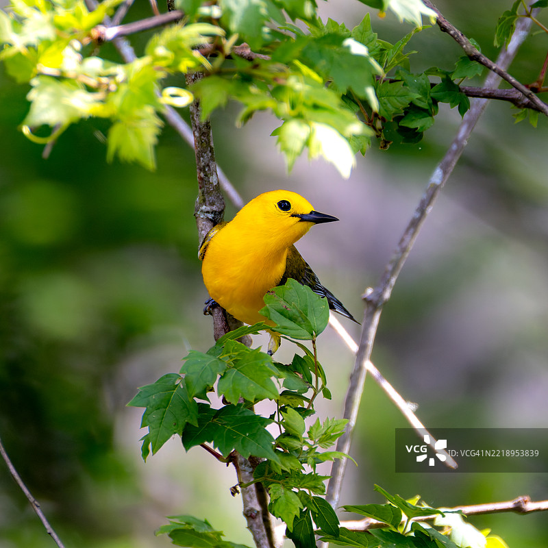歌唱鹟栖息在树上的特写，乔治亚州奥古斯塔图片素材