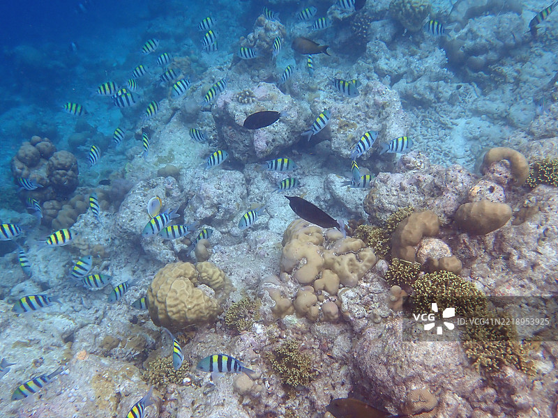 高角度视图的热带咸水鱼在海底游泳图片素材