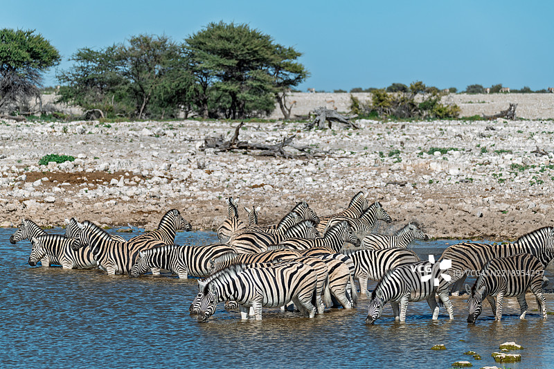野生草原上的斑马，非洲的动物图片素材