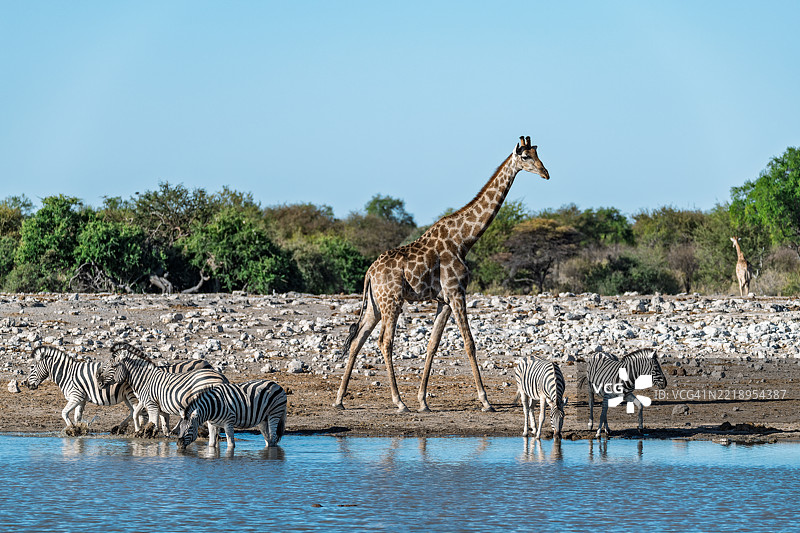 野生草原上的斑马，非洲的动物图片素材