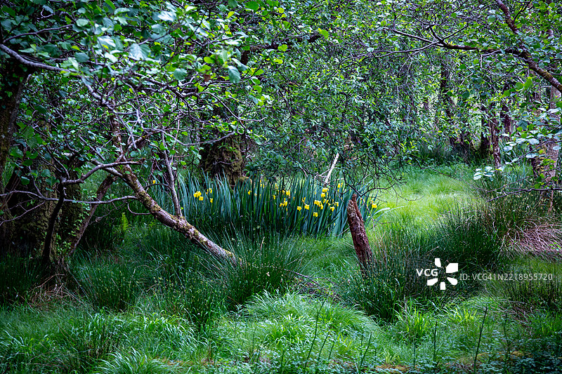 基拉尼国家公园图片素材