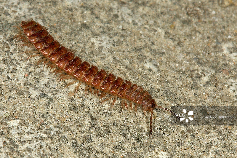 蜈蚣 - 多足纲图片素材