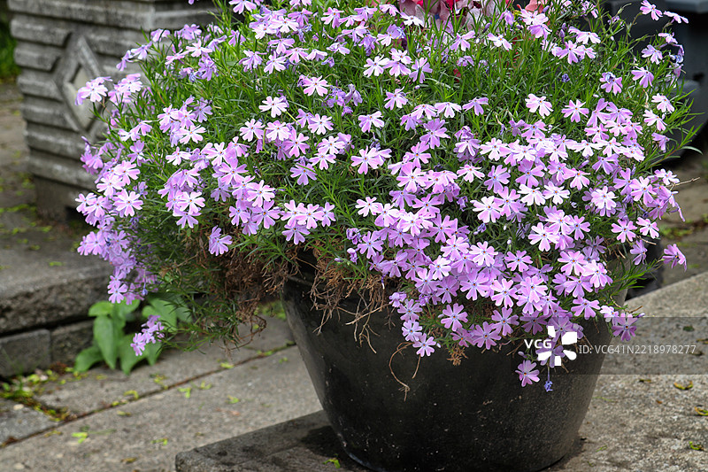 紫色美丽（匍匐福禄考）盆栽图片素材