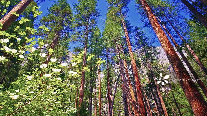 优美的风景，优胜美地国家公园，内华达山脉 - 加利福尼亚图片素材
