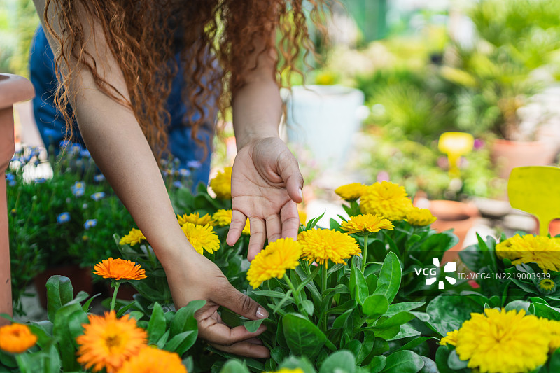 女人在温室中轻柔地触摸黄色花朵图片素材