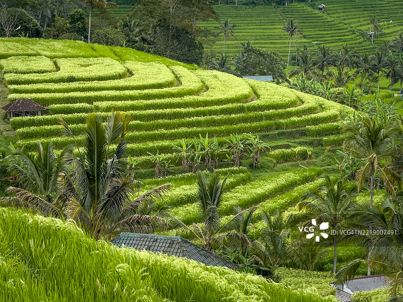 贾蒂卢威稻田梯田图片素材
