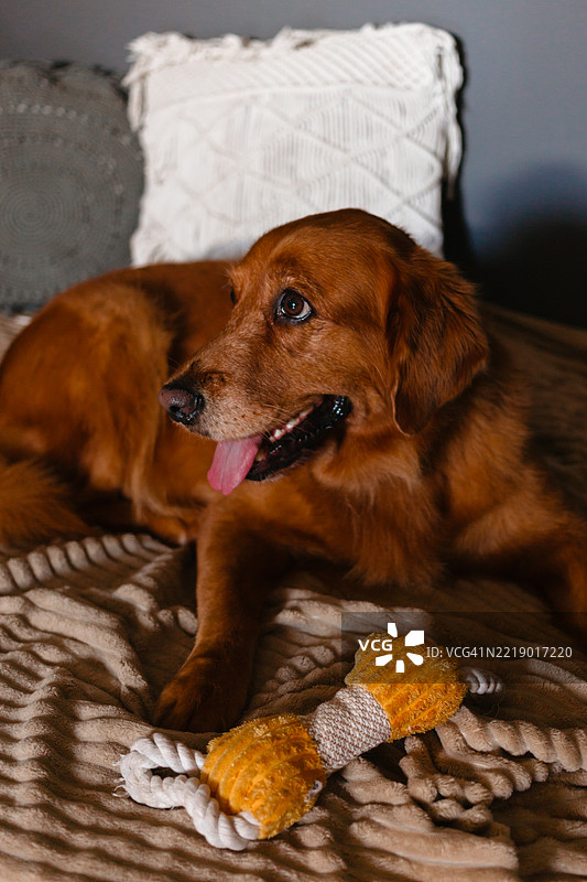 金毛猎犬在沙发上玩纺织玩具图片素材