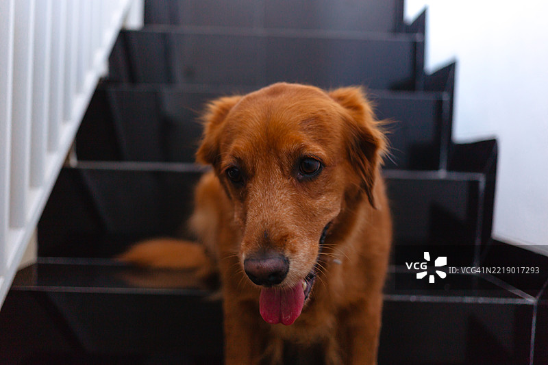 楼梯上的金毛猎犬，背景是房屋内部图片素材
