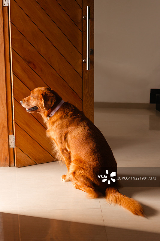金毛寻回犬坐在客厅里，靠近木质前门。图片素材