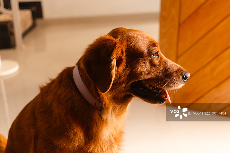 可爱的金毛猎犬坐在客厅里。图片素材