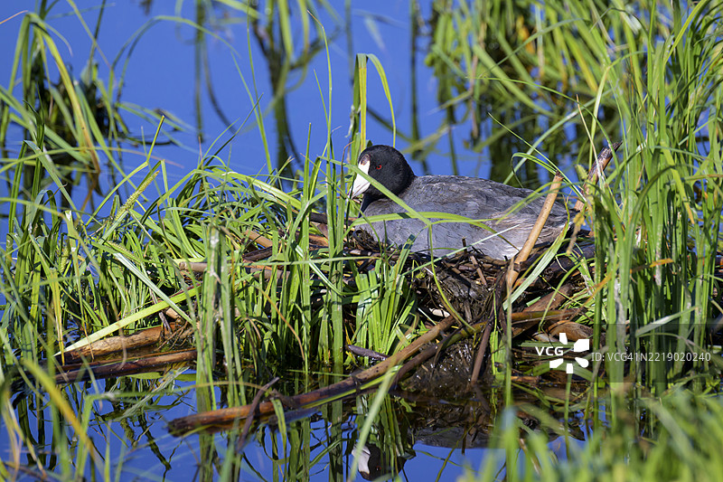 美国水鸡在巢中图片素材