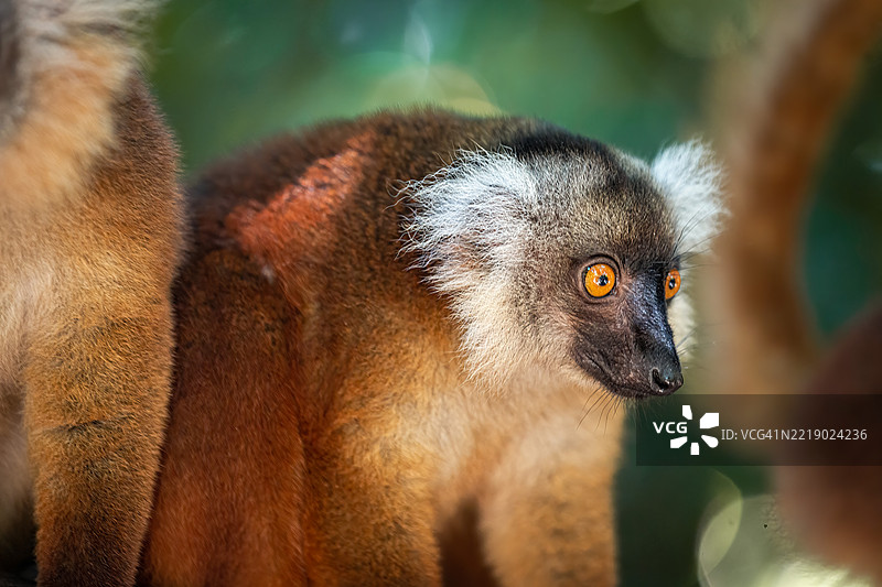 马达加斯加森林树冠中的黑色雌性狐猴图片素材
