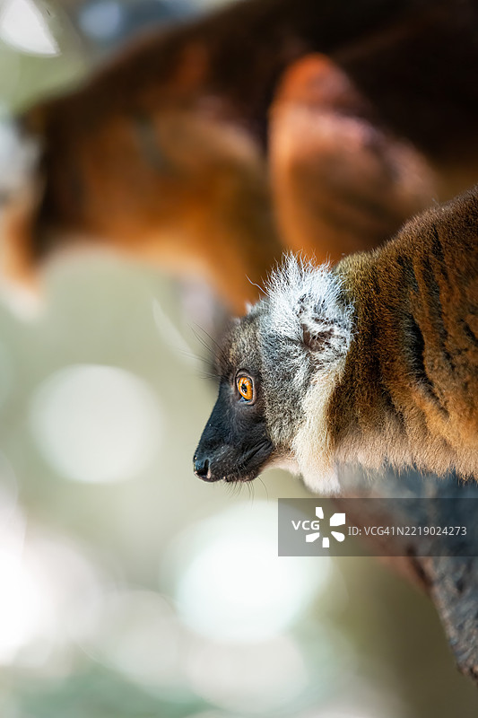 马达加斯加森林树冠中的黑色雌性狐猴图片素材