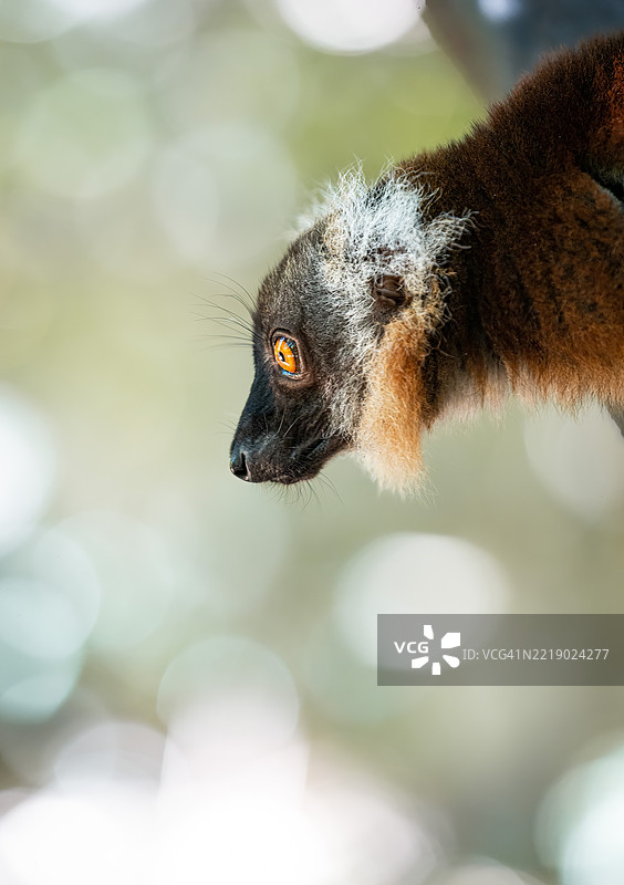 马达加斯加森林树冠中的黑色雌性狐猴图片素材