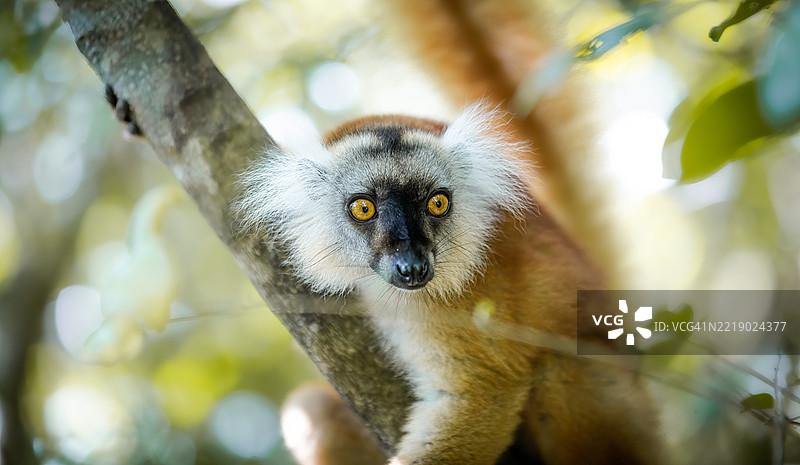 马达加斯加森林树冠中的黑色雌性狐猴图片素材