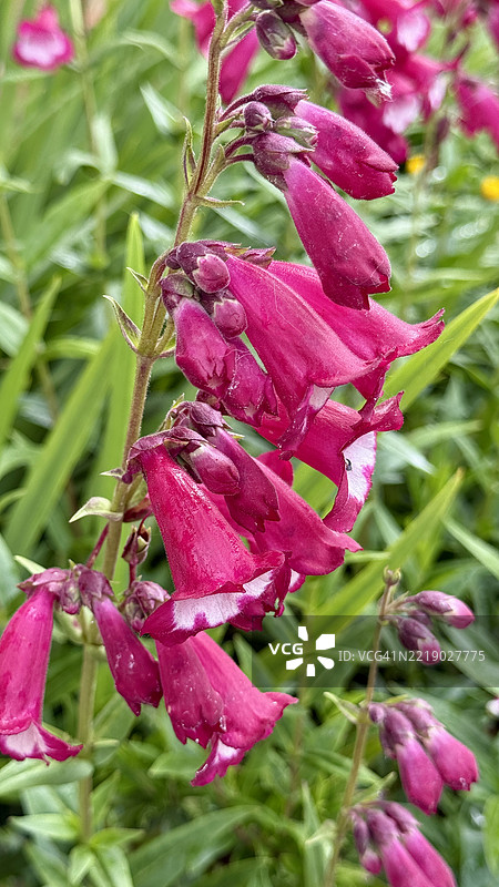 红宝石笔筒花图片素材