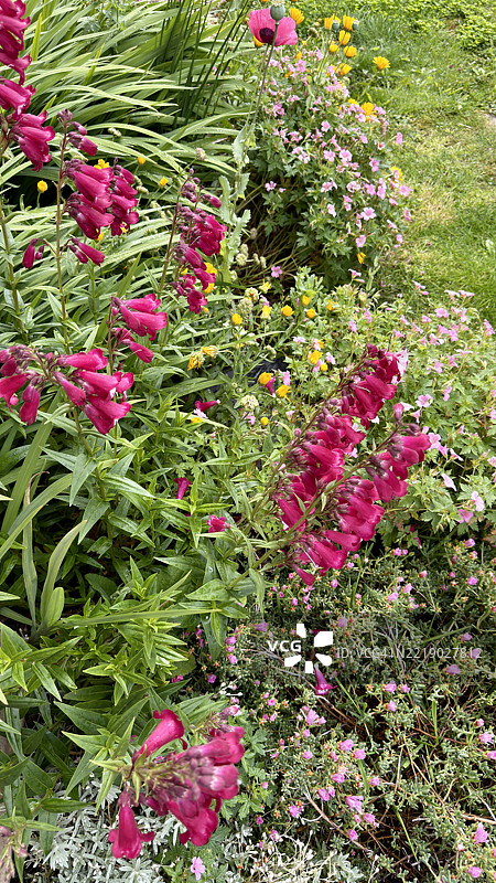 混合的笔筒花和万寿菊图片素材