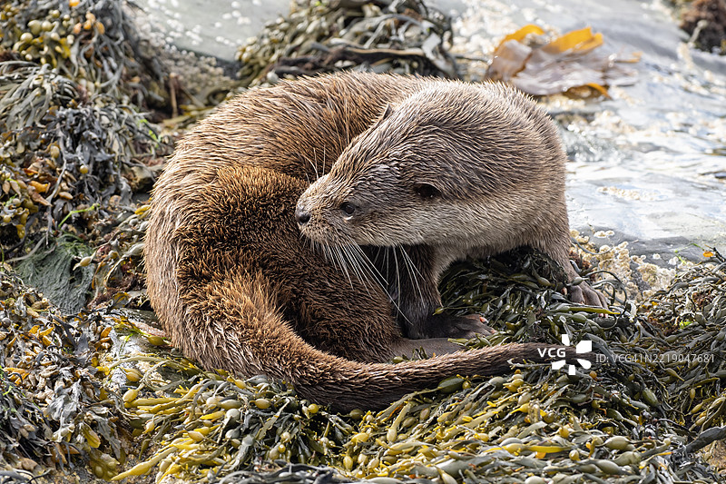 苏格兰穆尔岛上的水獺图片素材