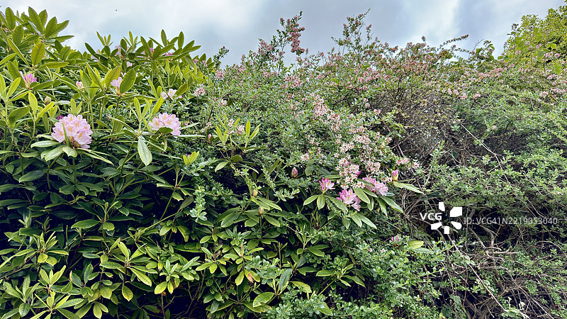 粉色太平洋杜鹃（Rhododendron macrophyllium），含苞待放、盛开及特写的花朵图片素材