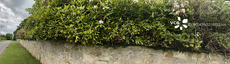 红爪灌木（Escallonia rubra）和太平洋杜鹃（Rhododendron macrophyllum）盛开的花朵特写图片素材