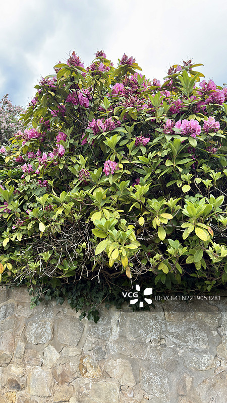 红爪灌木（Escallonia rubra）和太平洋杜鹃（Rhododendron macrophyllum）盛开的花朵特写图片素材