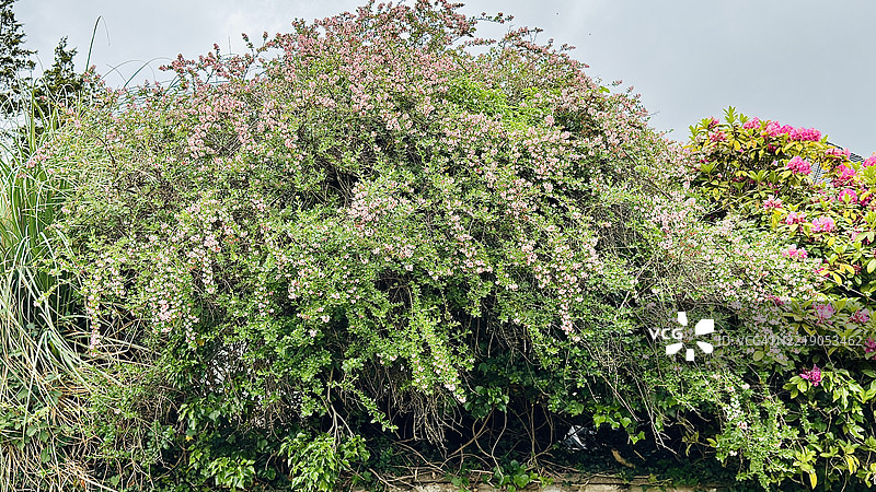 红爪灌木（Escallonia rubra）和太平洋杜鹃（Rhododendron macrophyllum）盛开的花朵特写图片素材