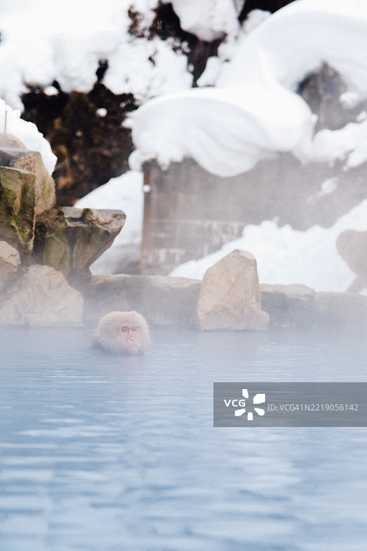 在温泉中的日本猕猴图片素材