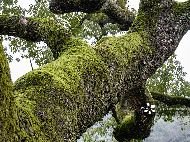 古老的树枝伸展到树冠中，表面覆盖着苔藓纹理图片素材