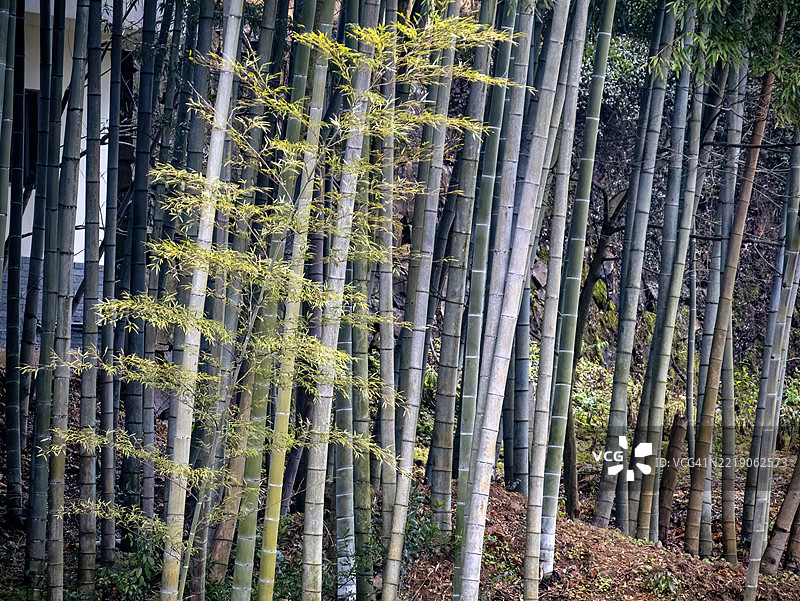 低光下的高大竹子干的特写图片素材