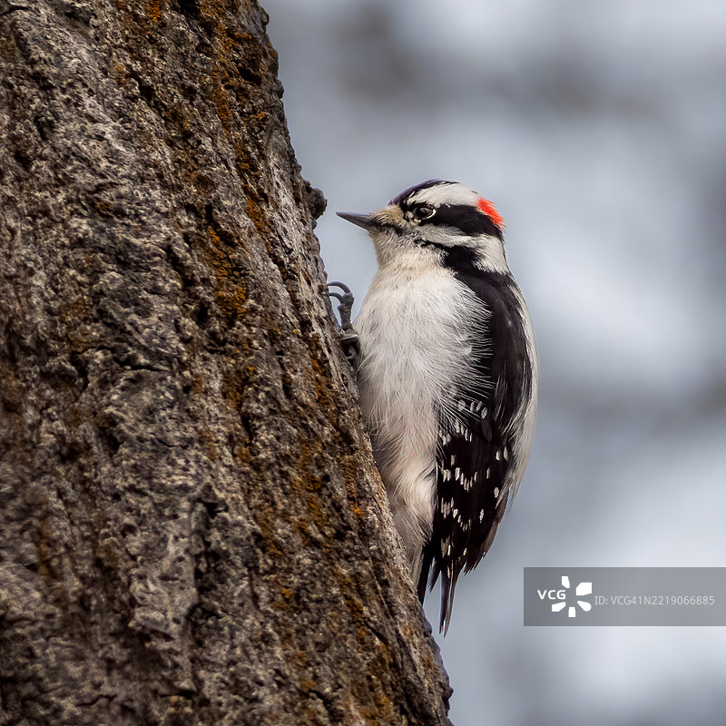 柔翅啄木鸟图片素材