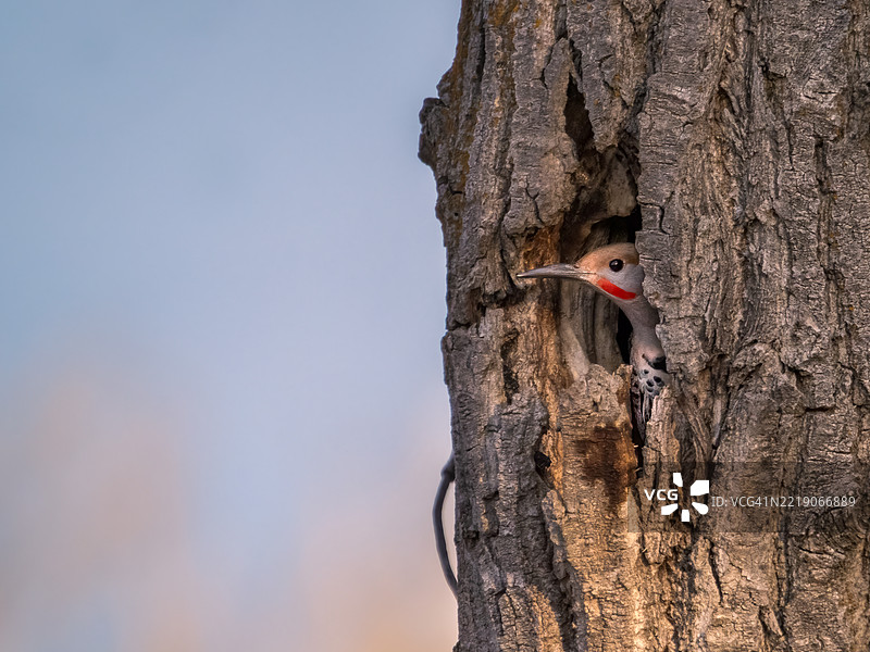 北方啄木鸟图片素材
