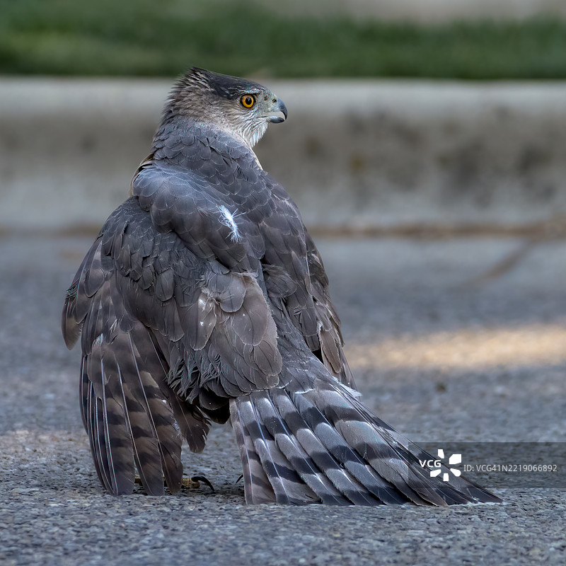 库珀鹰图片素材