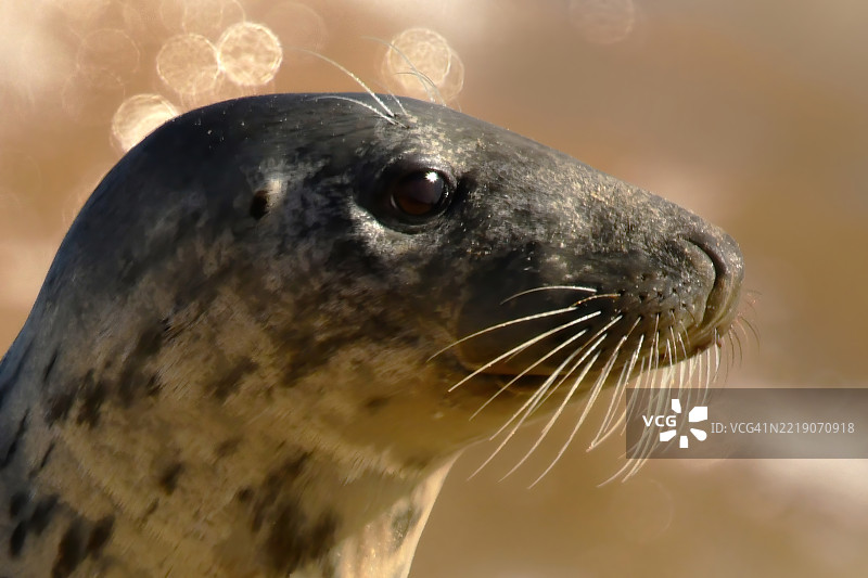 灰海豹肖像图片素材