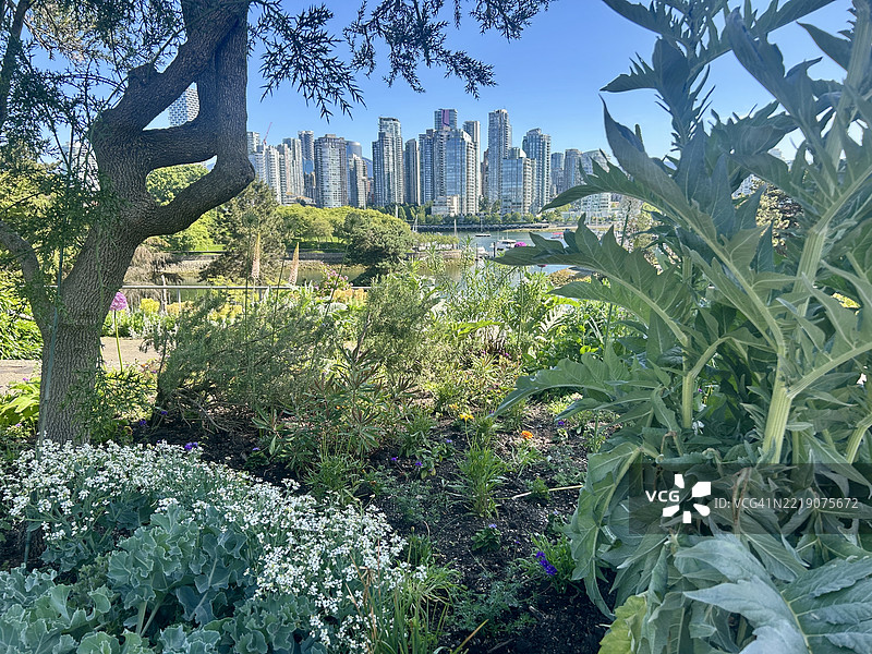 格兰维尔岛-虚假溪，温哥华，不列颠哥伦比亚省图片素材