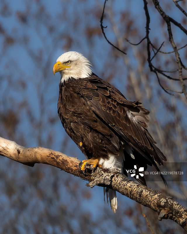 秃头鹰栖息在树枝上图片素材