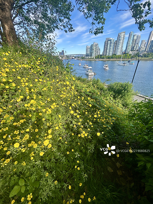 温哥华的虚溪海堤图片素材