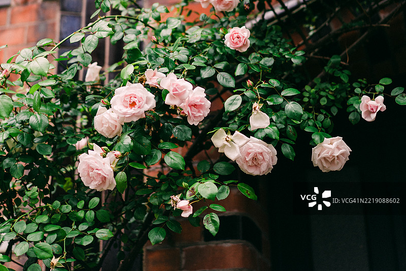 盛开的粉色玫瑰装饰着窗外的砖墙图片素材