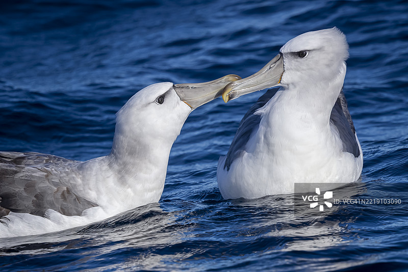 害羞的信天翁，塔斯马尼亚，澳大利亚图片素材