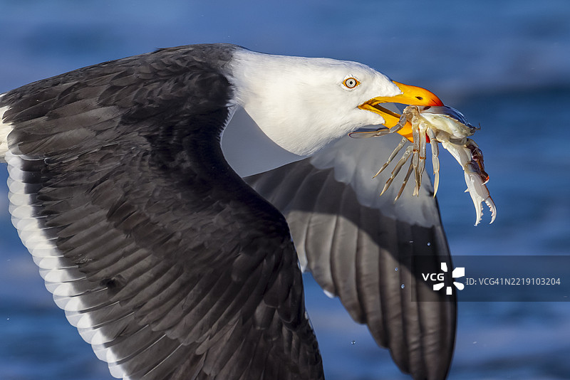 塔斯马尼亚的太平洋鸥，澳大利亚图片素材