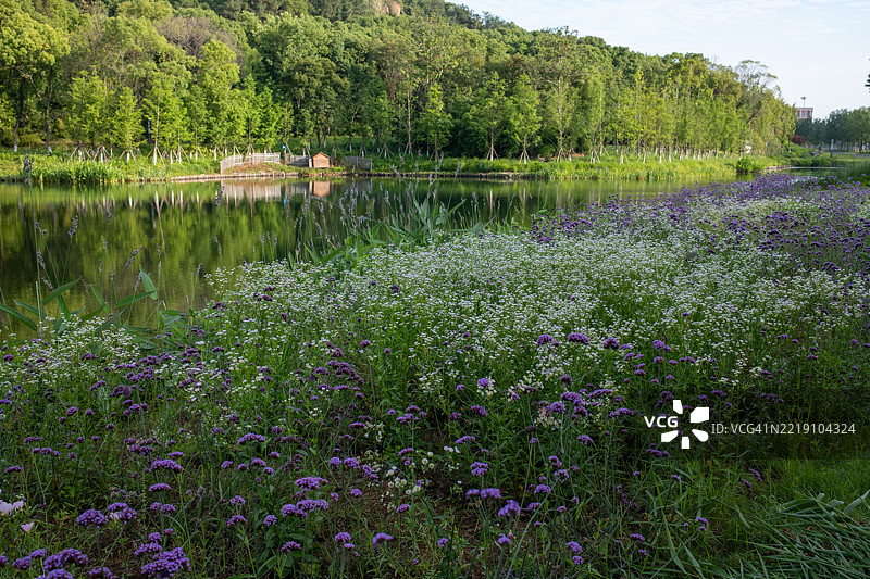 湖边盛开的紫色和白色花朵图片素材