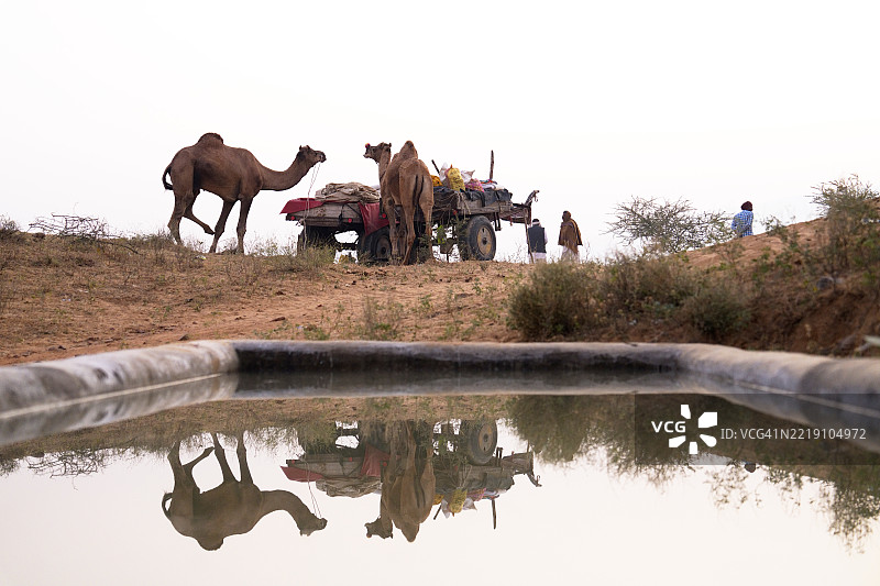 普什卡骆驼节 2024图片素材