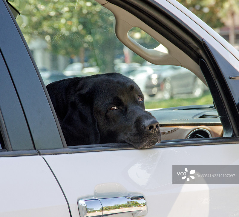 窗户里的小狗图片素材