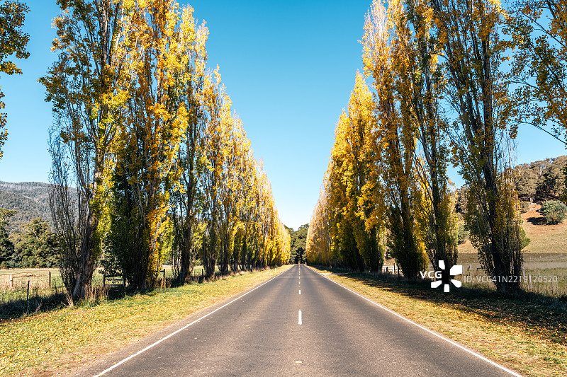 玛丽斯维尔金色纪念大道上的秋天辉煌图片素材