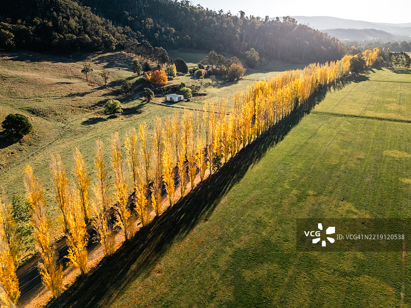 玛丽斯维尔金色纪念大道上的秋日辉煌图片素材