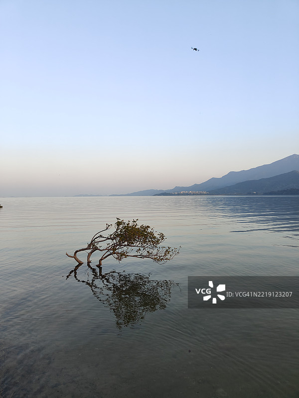 水中的红树林图片素材