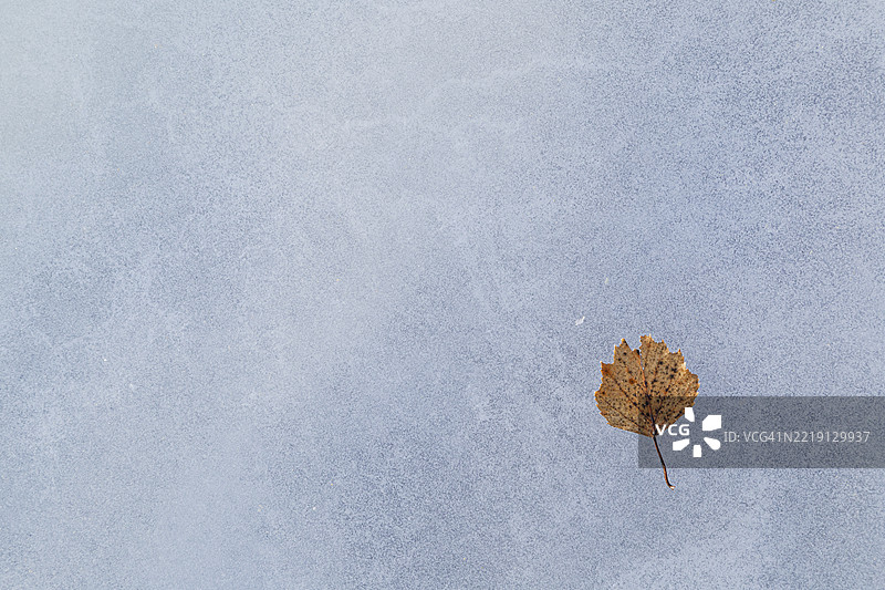 冬季冰冻湖面上，橙色桦树叶的特写，从上方俯视。图片素材