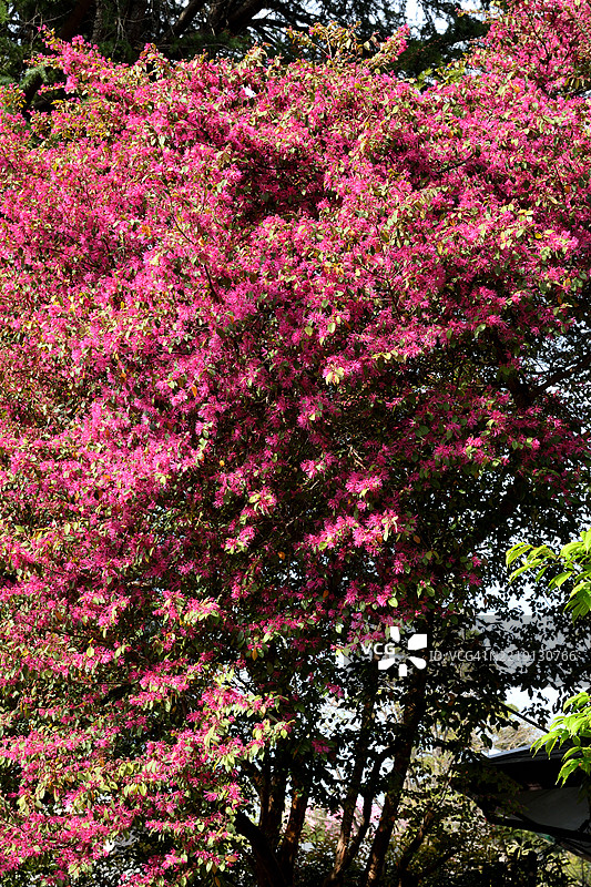 中国 fringe flower / 洛氏毛蕊花：一种具有细腻芳香花朵和多干弯曲枝条的灌木/小树图片素材