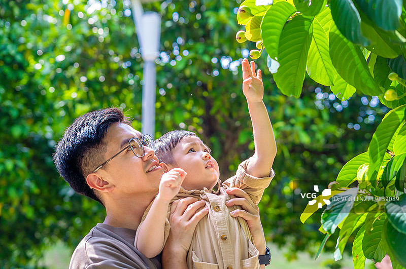 树叶与父亲身份，自然的气息图片素材