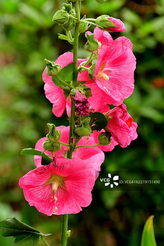 锦葵 / 蜀葵：高大直立的茎，开着大型多彩的碟形花朵图片素材