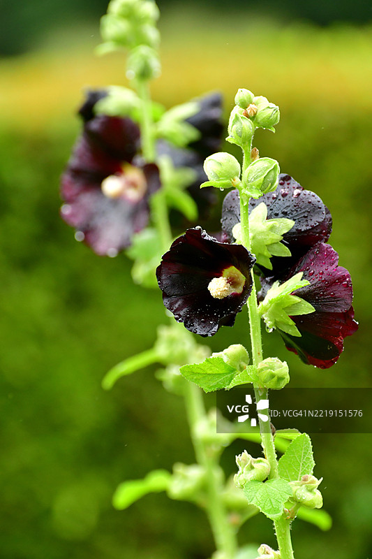 锦葵 / 蜀葵：高大直立的茎，开着大型多彩的碟形花朵图片素材